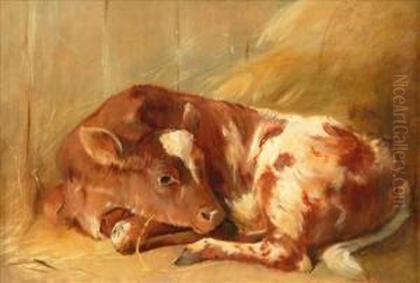 Study Of A Resting Calf Oil Painting by Arthur James Stark