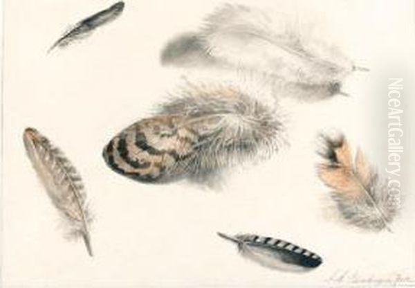 Sheet Of Studies Of Feathers Oil Painting by Albertus Steenbergen