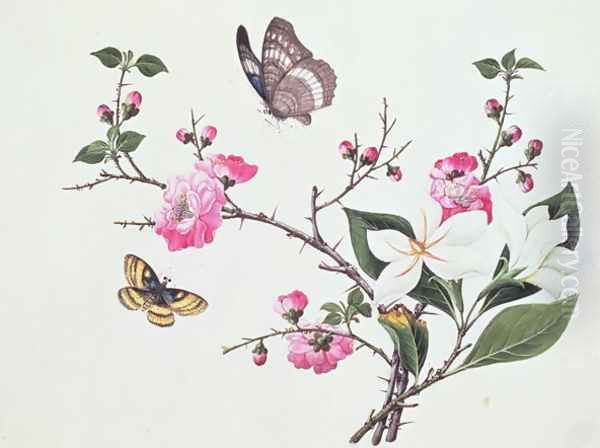 Japonica, Magnolia and Butterflies Oil Painting by Anonymous Artist