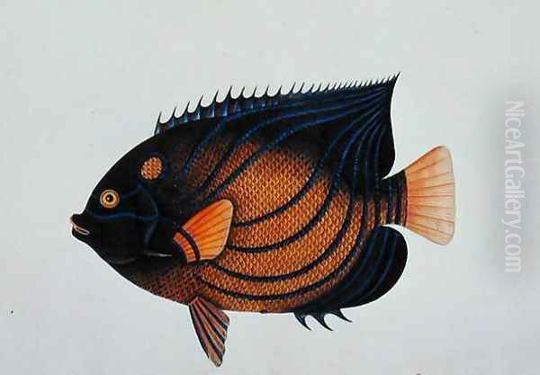 Exotic Fish, from 'Drawings of Fishes from Malacca', c.1805-18 Oil Painting by Anonymous Artist