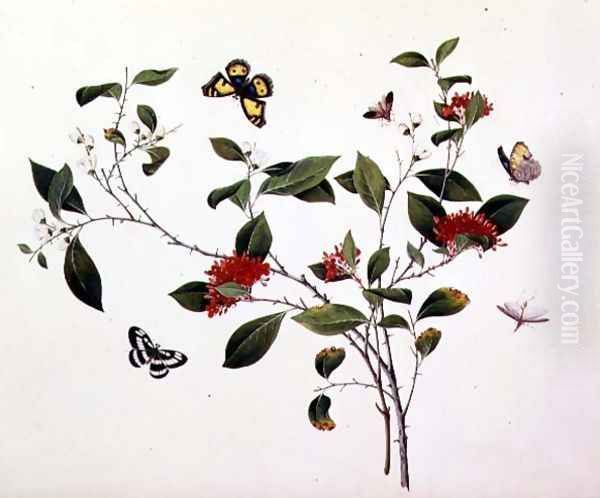 Plant Study with Butterflies and Insects, c.1800 Oil Painting by Anonymous Artist