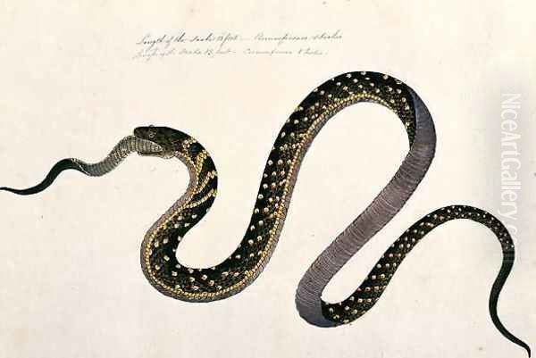 Large snake eating another, from 'Drawings of Animals, Insects and Reptiles from Malacca', c.1805-18 Oil Painting by Anonymous Artist