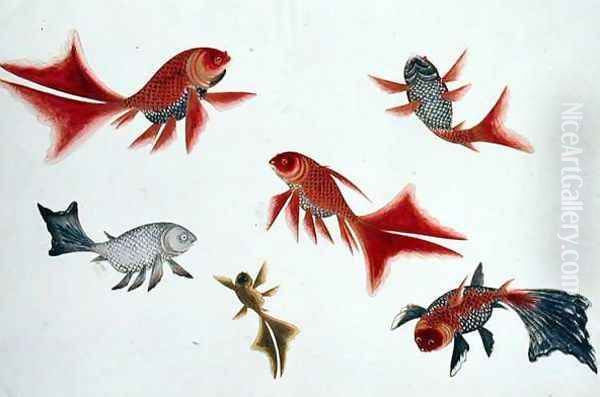 Gold and Silver Fish, from 'Drawings of Fishes from Malacca', c.1805-18 Oil Painting by Anonymous Artist