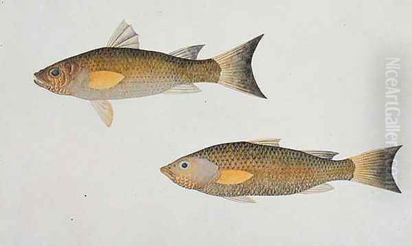 Fish with orange fins, from 'Drawings of Fishes from Malacca', c.1805-18 Oil Painting by Anonymous Artist