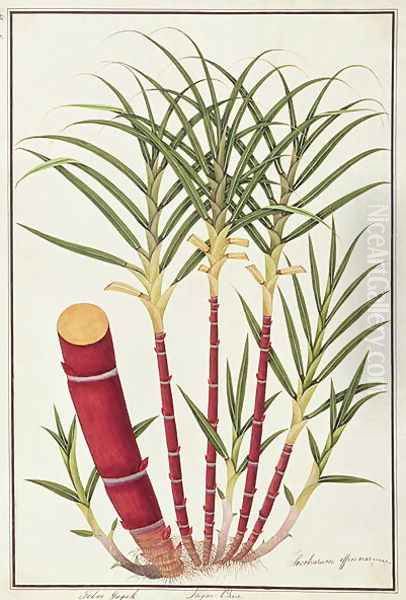 Sugar Cane, Teboo Gagak, from 'Drawings of Plants from Malacca', c.1805-18 Oil Painting by Anonymous Artist