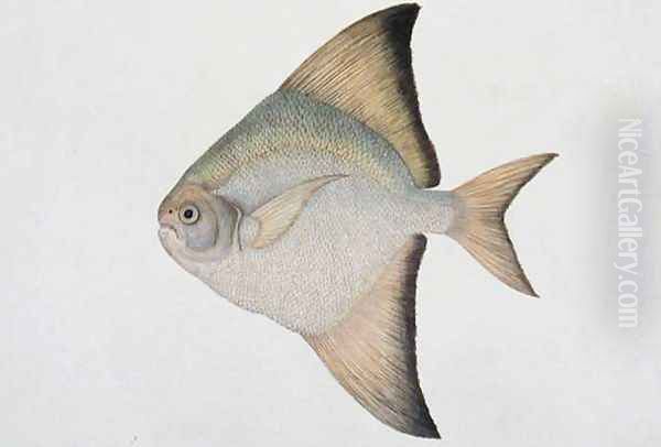 White Pamphlet, Eekan Bawal Pootie, from 'Drawings of Fishes from Malacca', c.1805-18 Oil Painting by Anonymous Artist