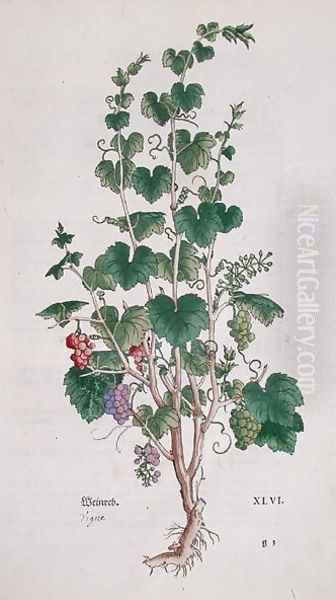 Grape Vine Vitis Vinifera botanical plate from De Historia Stirpium by Leonard Fuchs 1501-66 1543 Oil Painting by Anonymous Artist