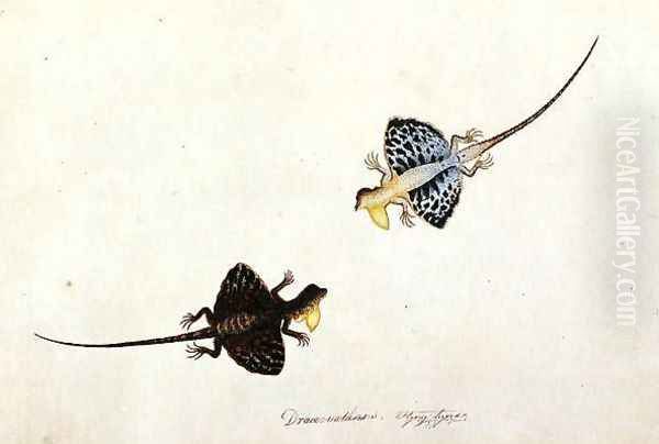 Flying Lizard, Draco volans, Soompah Soompah, from 'Drawings of Animals, Insects and Reptiles from Malacca', c.1805-18 Oil Painting by Anonymous Artist