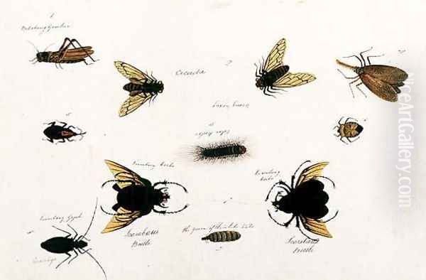 Bilalang Gambur, Cicada, Koombang Kerbo, Koombang Gajah, Scaraboeus Beetle, Ucanucang, from 'Drawings of Animals, Insects and Reptiles from Malacca', c.1805-18 Oil Painting by Anonymous Artist