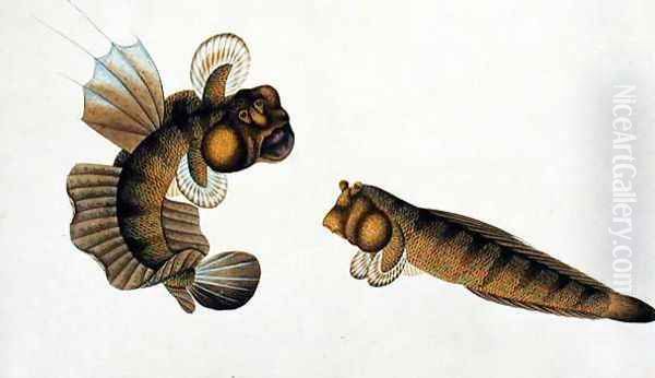 Mud Fish, Tumba Koli, from 'Drawings of Fishes from Malacca', c.1805-18 Oil Painting by Anonymous Artist