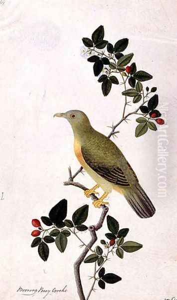 Boorang Poney Crocho, from 'Drawings of Birds from Malacca', c.1805-18 Oil Painting by Anonymous Artist