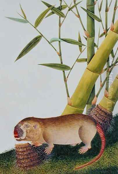 Bamboo Rat, Decan, from 'Drawings of Animals, Insects and Reptiles from Malacca', c.1805-18 Oil Painting by Anonymous Artist