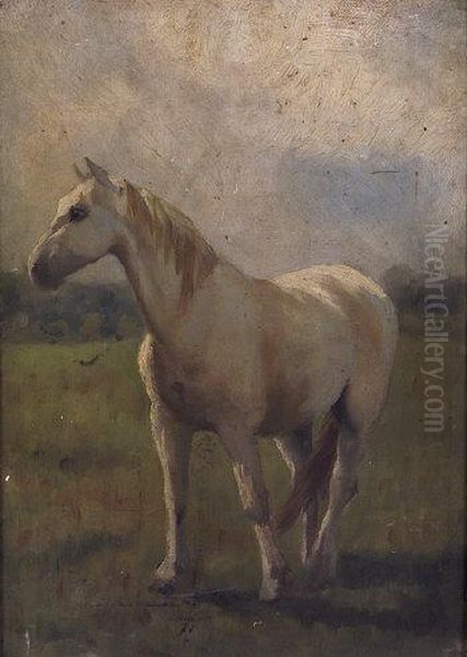 Study Of A White Horse Oil Painting by Cairnes Harry Stein