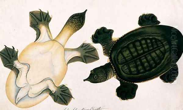 River Turtle, Labie Labu, from 'Drawings of Animals, Insects and Reptiles from Malacca', c.1805-18 Oil Painting by Anonymous Artist