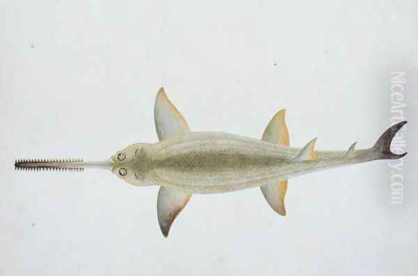 Sword Snouted Shark, Eeu parrang, Squalus poristis, from 'Drawings of Fishes from Malacca', c.1805-18 Oil Painting by Anonymous Artist