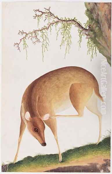 Fawn, from 'Drawings of Animals, Insects and Reptiles from Malacca', c.1805-18 Oil Painting by Anonymous Artist