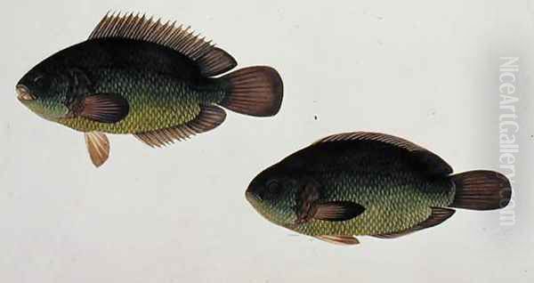 River Fish, Eekan Beto, from 'Drawings of Fishes from Malacca', c.1805-18 Oil Painting by Anonymous Artist