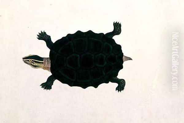 Land Tortoise, Koora Koora, from 'Drawings of Animals, Insects and Reptiles from Malacca', c.1805-18 Oil Painting by Anonymous Artist