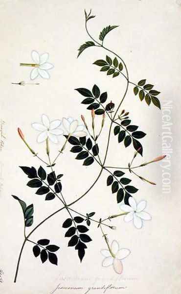 Jasminium grandiflorum, from 'Drawings of Plants from Malacca', c.1805-18 Oil Painting by Anonymous Artist