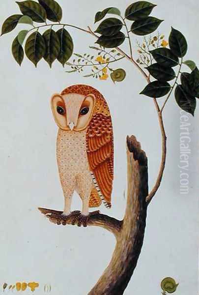 Owl, Boorong antoo, from 'Drawings of Birds from Malacca', c.1805-18 Oil Painting by Anonymous Artist