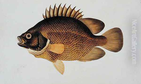 Eekan Te-cha Prie-o, from 'Drawings of Fishes from Malacca', c.1805-18 Oil Painting by Anonymous Artist