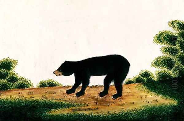 Bear, Broo-ang, from 'Drawings of Animals, Insects and Reptiles from Malacca', c.1805-18 Oil Painting by Anonymous Artist