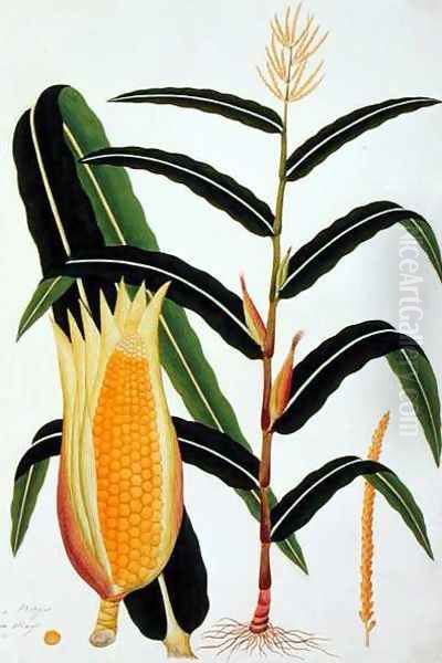 Jagong or Indian Corn, from 'Drawings of Plants from Malacca', c.1805-18 Oil Painting by Anonymous Artist