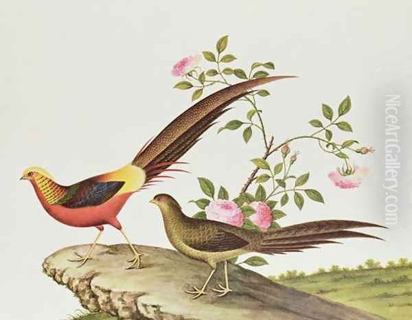 A golden pheasant, Ch'ien-lung period (1736-96) Oil Painting by Anonymous Artist