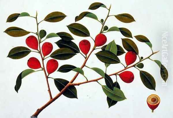 Booa Ara, inedible wild fruit, from 'Drawings of Plants from Malacca', c.1805-18 Oil Painting by Anonymous Artist