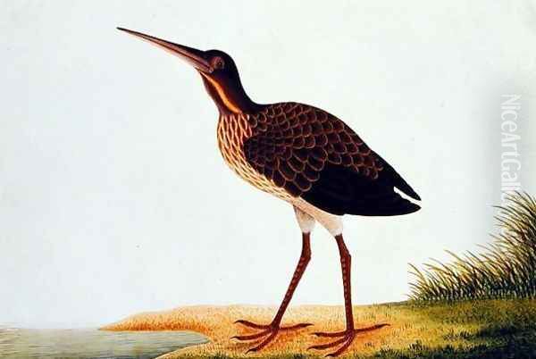 Sea bird, from 'Drawings of Birds from Malacca', c.1805-18 Oil Painting by Anonymous Artist