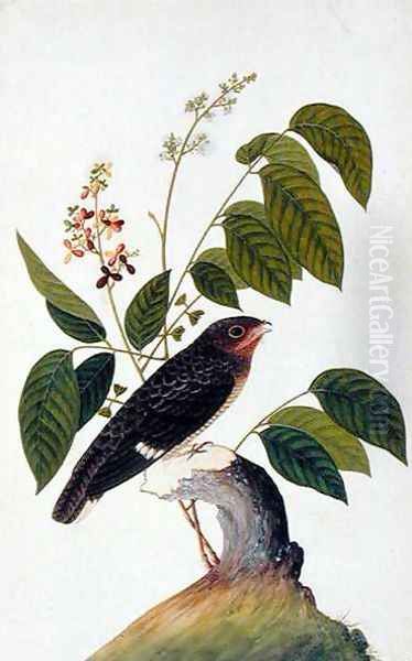 Exotic Bird, from 'Drawings of Birds from Malacca', c.1805-18 (4) Oil Painting by Anonymous Artist