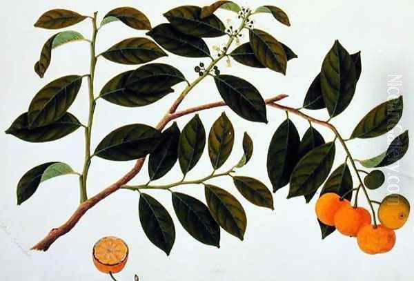 Limo Manies China or Chinese Oranges, from 'Drawings of Plants from Malacca', c.1805-18 Oil Painting by Anonymous Artist