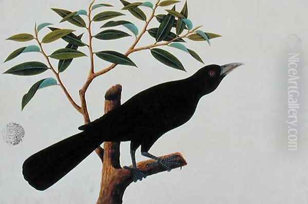 Black bird, from 'Drawings of Birds from Malacca', c.1805-18 (2) Oil Painting by Anonymous Artist