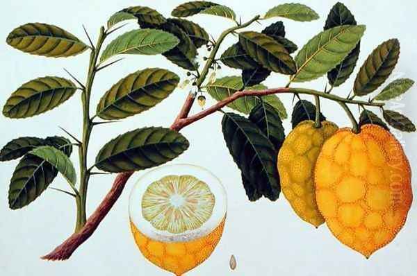 Limo Soe Sooe, Atrong or Citrus Medica, from 'Drawings of Plants from Malacca', c.1805-18 Oil Painting by Anonymous Artist