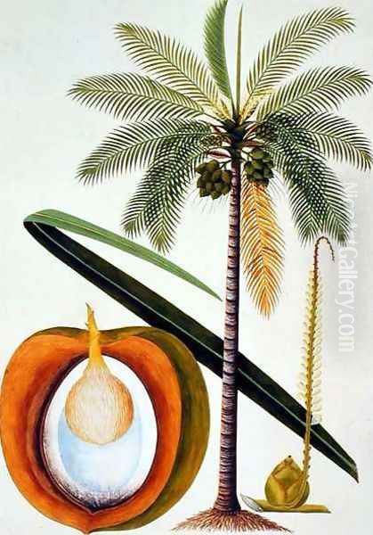 Cocoa Nut Tree, from 'Drawings of Plants from Malacca', c.1805-18 Oil Painting by Anonymous Artist