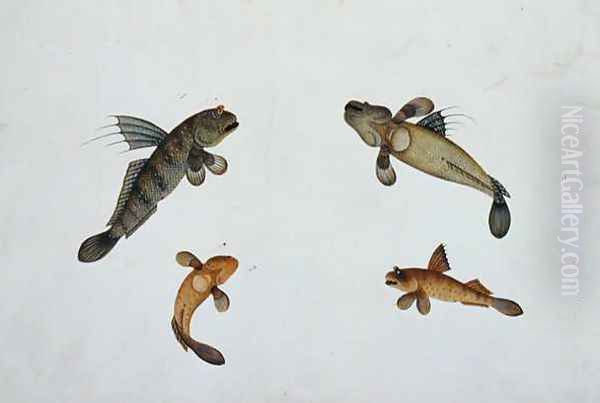 Mud Fish, Bloodo chiena, Bloodo La-ore, from 'Drawings of Fishes from Malacca', c.1805-18 Oil Painting by Anonymous Artist