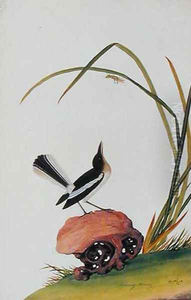 Boorong Mooray, from 'Drawings of Birds from Malacca', c.1805-18 Oil Painting by Anonymous Artist