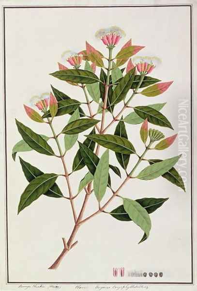 Boongo Chinkie (Malay), Eugenia Caryophyllatallen or Clove, from 'Drawings of Plants from Malacca', c.1805-18 Oil Painting by Anonymous Artist