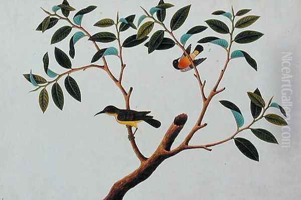 Cheriechap and Sepa Pootrie, the Humming Bird, from 'Drawings of Birds from Malacca', c.1805-18 Oil Painting by Anonymous Artist