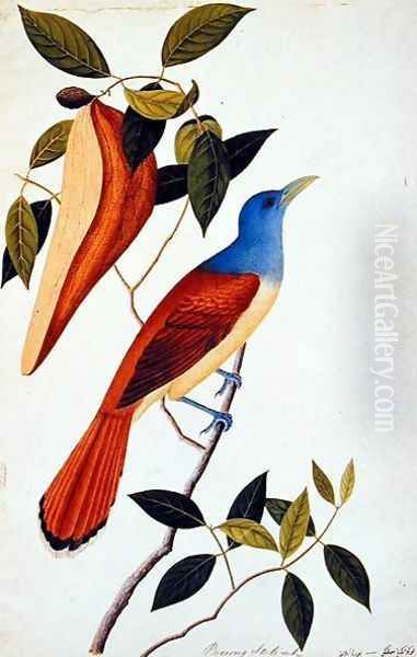 Boorong Seli-ah, from 'Drawings of Birds from Malacca', c.1805-18 Oil Painting by Anonymous Artist