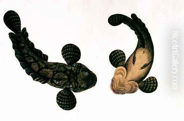 Lepoo, from 'Drawings of Animals, Insects and Reptiles from Malacca', c.1805-18 Oil Painting by Anonymous Artist