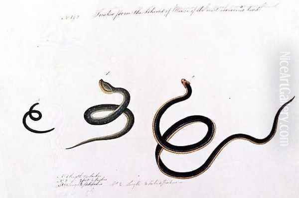 Snakes form the Island of Banca of the most venemous kind, from 'Drawings of Animals, Insects and Reptiles from Malacca', c.1805-18 Oil Painting by Anonymous Artist