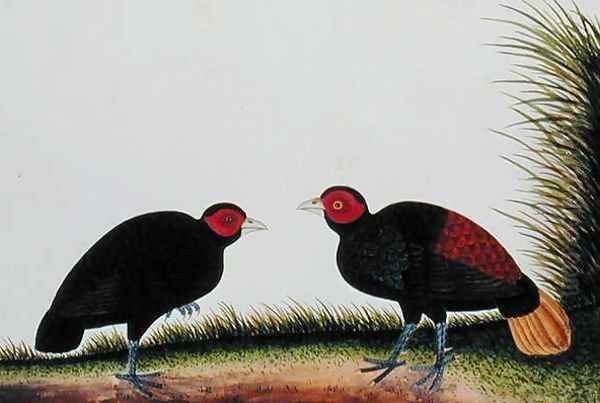 A Hen and Cock Pegur, from 'Drawings of Birds from Malacca', c.1805-18 Oil Painting by Anonymous Artist