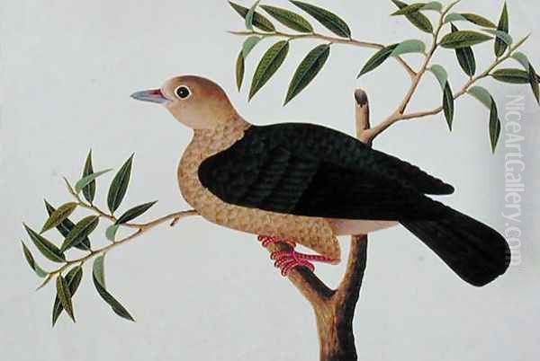 Stock Dove, Pergam, from 'Drawings of Birds from Malacca', c.1805-18 Oil Painting by Anonymous Artist