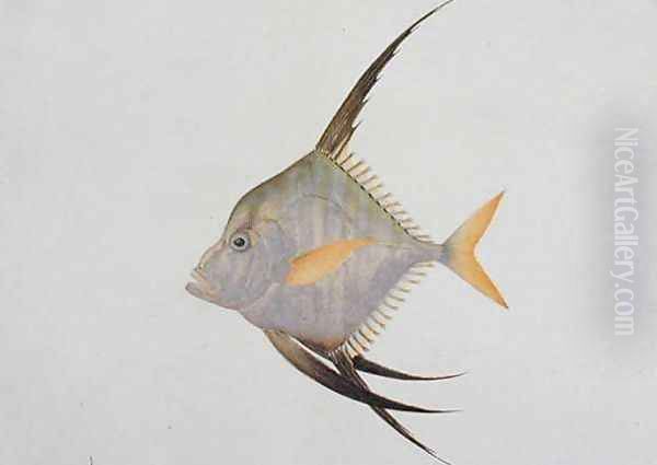 Eekan Madoe Madoe, from 'Drawings of Fishes from Malacca', c.1805-18 Oil Painting by Anonymous Artist