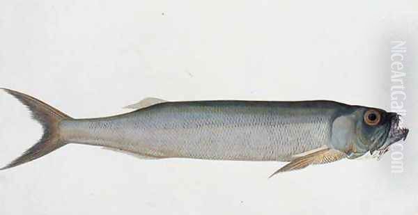 Eekang Parang Parang, from 'Drawings of Fishes from Malacca', c.1805-18 Oil Painting by Anonymous Artist