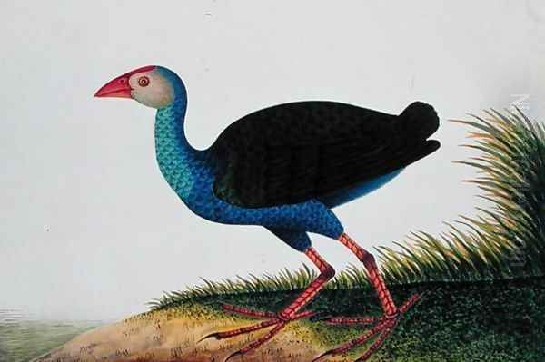 Bua Rocam, Sintar, from 'Drawings of Birds from Malacca', c.1805-18 Oil Painting by Anonymous Artist