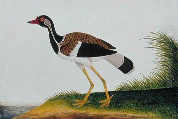 Tie Tieoo or Aian colan (Malay) from 'Drawings of Birds from Malacca', c.1805-18 Oil Painting by Anonymous Artist