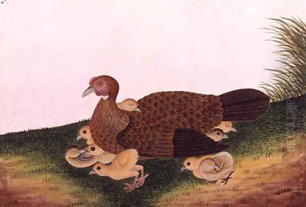 Jangle Hen with her chickens, from 'Drawings of Birds from Malacca', c.1805-18 Oil Painting by Anonymous Artist