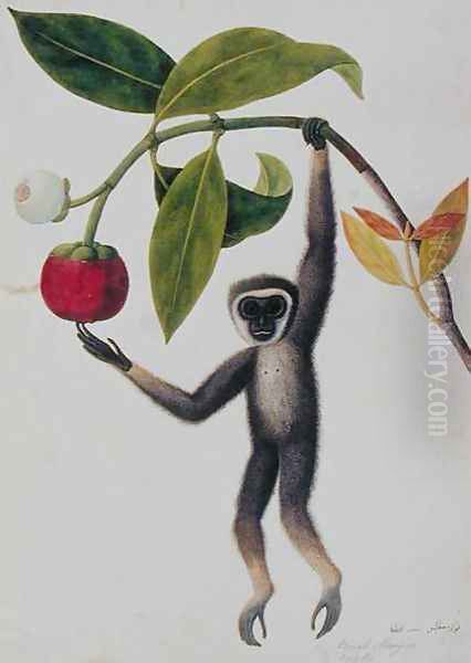 Boack Manqies Ono ka, from 'Drawings of Animals, Insects and Reptiles from Malacca', c.1805-18 Oil Painting by Anonymous Artist